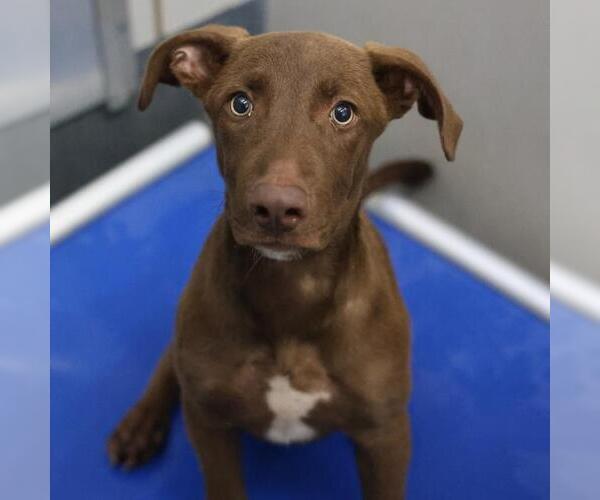 Medium Photo #1 Labrador Retriever Puppy For Sale in San Antonio, TX, USA
