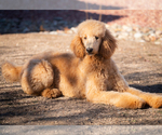 Small Photo #8 Poodle (Standard) Puppy For Sale in PEYTON, CO, USA
