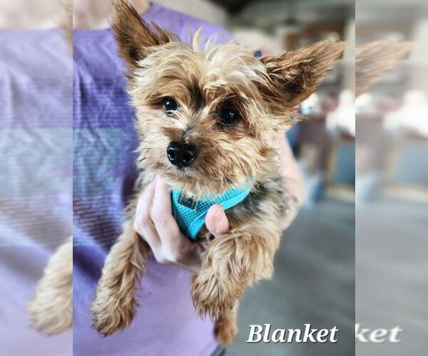 Medium Photo #2 Mutt Puppy For Sale in St. Louis Park, MN, USA