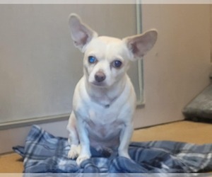 Chihuahua Dogs for adoption in Martinez, CA, USA