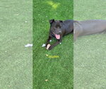 Small #8 Labrador Retriever Mix