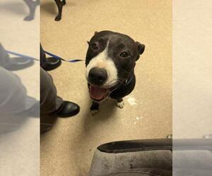 Mutt Dogs for adoption in Bakersfield, CA, USA