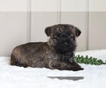 Small Photo #3 Cairn Terrier Puppy For Sale in FREDERICKSBG, OH, USA
