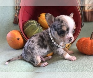 Chihuahua Puppy for sale in NEWVILLE, PA, USA