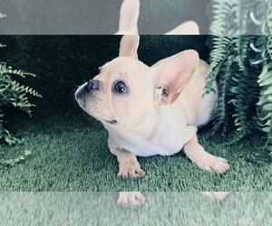French Bulldog Puppy for sale in MAYO, FL, USA