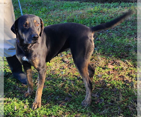 Medium Photo #4 Mutt Puppy For Sale in Wetumpka, AL, USA