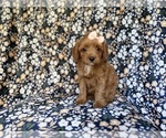 Image preview for Ad Listing. Nickname: Marley