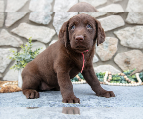 Medium Photo #2 Labrador Retriever Puppy For Sale in GOSHEN, IN, USA
