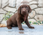 Small #1 Labrador Retriever