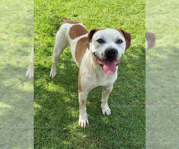 Medium Photo #2 Mutt Puppy For Sale in Riverside, CA, USA