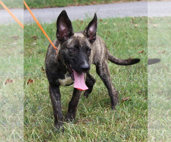 Medium Photo #4 Mutt Puppy For Sale in Prattville, AL, USA
