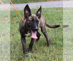 Small #3 Mutt