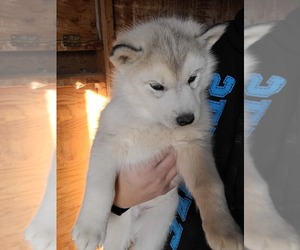 Siberian Husky Puppy for sale in MOUNTAIN HOME, ID, USA