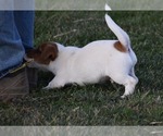 Small #28 Jack Russell Terrier
