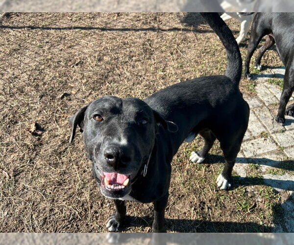 Medium Photo #3 Labrador Retriever-Unknown Mix Puppy For Sale in Ocala, FL, USA
