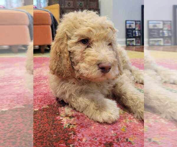 Medium Photo #15 Goldendoodle Puppy For Sale in WASHINGTON, DC, USA