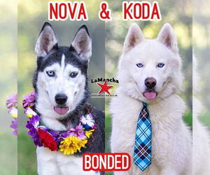 Huskies -Pembroke Welsh Corgi Mix Dogs for adoption in Unionville, PA, USA