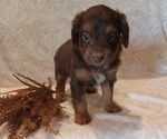 Puppy 6 Aussiedoodle Toy
