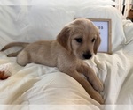 Small Photo #16 Golden Retriever Puppy For Sale in CONWAY, SC, USA