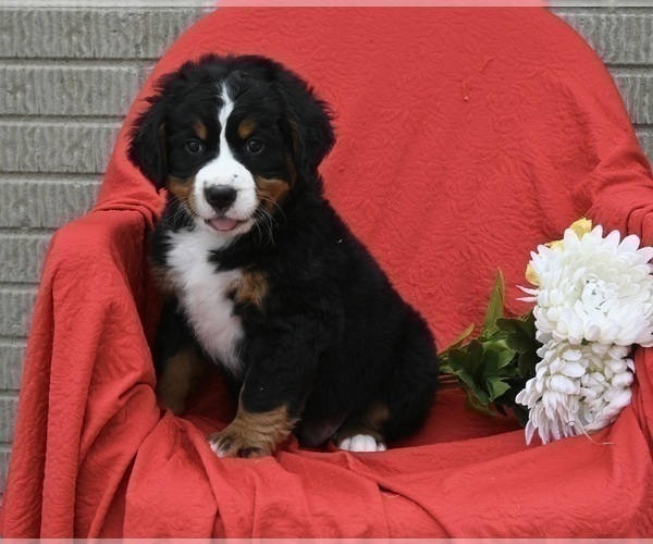 Medium Photo #2 Bernese Mountain Dog Puppy For Sale in SUGARCREEK, OH, USA