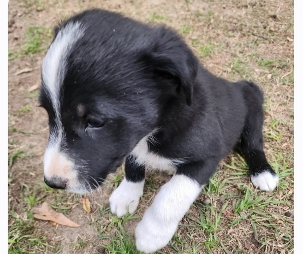 Full screen Photo #2 Border Collie Puppy For Sale in TIFTON, GA, USA