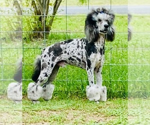Father of the Poodle (Standard) puppies born on 07/15/2025