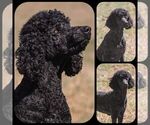 Small Photo #1 Poodle (Standard) Puppy For Sale in ROGERSVILLE, AL, USA
