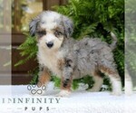 Small #2 Bernedoodle (Miniature)