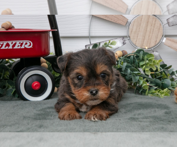 Medium Photo #10 YorkiePoo Puppy For Sale in BERNE, IN, USA