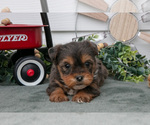 Small Photo #10 YorkiePoo Puppy For Sale in BERNE, IN, USA