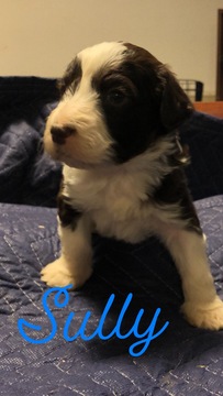 Medium Photo #2 Aussiedoodle-Poodle (Standard) Mix Puppy For Sale in MAIDEN, NC, USA