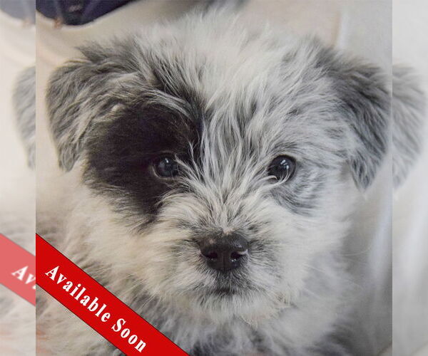 Medium Photo #1 Mutt Puppy For Sale in Huntley, IL, USA