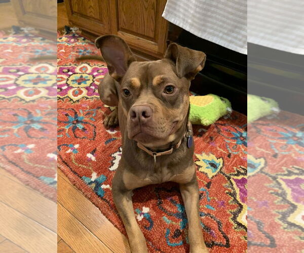 Medium Photo #2 American Staffordshire Terrier-French Bulldog Mix Puppy For Sale in Arlington, VA, USA