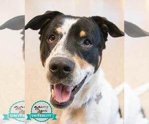 Bolton - Male Boxer-Unknown Mix Dog for Adoption - Photo #2