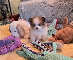 Small Photo #6 Pomeranian Puppy For Sale in MENIFEE, CA, USA
