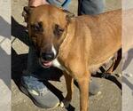 Small #4 Boxer Mix