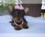 Puppy Puppy 2 Yorkshire Terrier