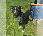 Small #3 American Pit Bull Terrier Mix