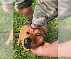 Teagan - Female Mutt Dog for Adoption - Photo #5