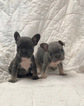 Small Photo #5 French Bulldog Puppy For Sale in NEWMAN, CA, USA