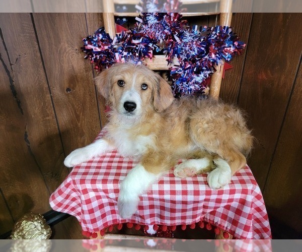 Medium Photo #30 Bernedoodle (Miniature) Puppy For Sale in BLACK FOREST, CO, USA