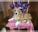 Small Photo #30 Bernedoodle (Miniature) Puppy For Sale in BLACK FOREST, CO, USA