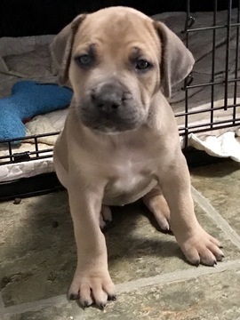 Medium Photo #1 Boerboel Puppy For Sale in CHESAPEAKE, VA, USA