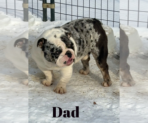 Father of the English Bulldog puppies born on 01/22/2025