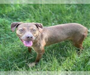 Mutt Dogs for adoption in Conroe, TX, USA