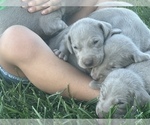Small Photo #25 Weimaraner Puppy For Sale in WILLOWS, CA, USA