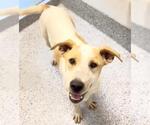 Small #1 Labrador Retriever