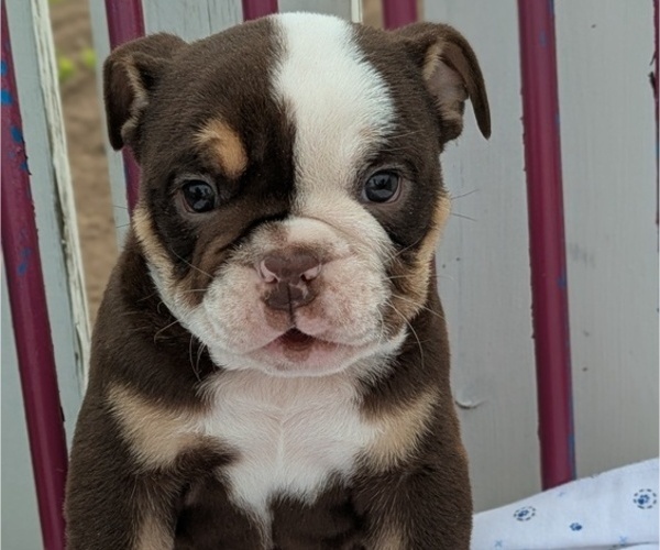 Medium Photo #23 English Bulldog Puppy For Sale in GOSHEN, IN, USA