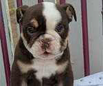 Small #9 English Bulldog