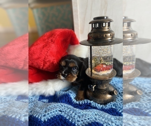 Medium Photo #6 Cavalier King Charles Spaniel Puppy For Sale in FREDERICKSBRG, PA, USA